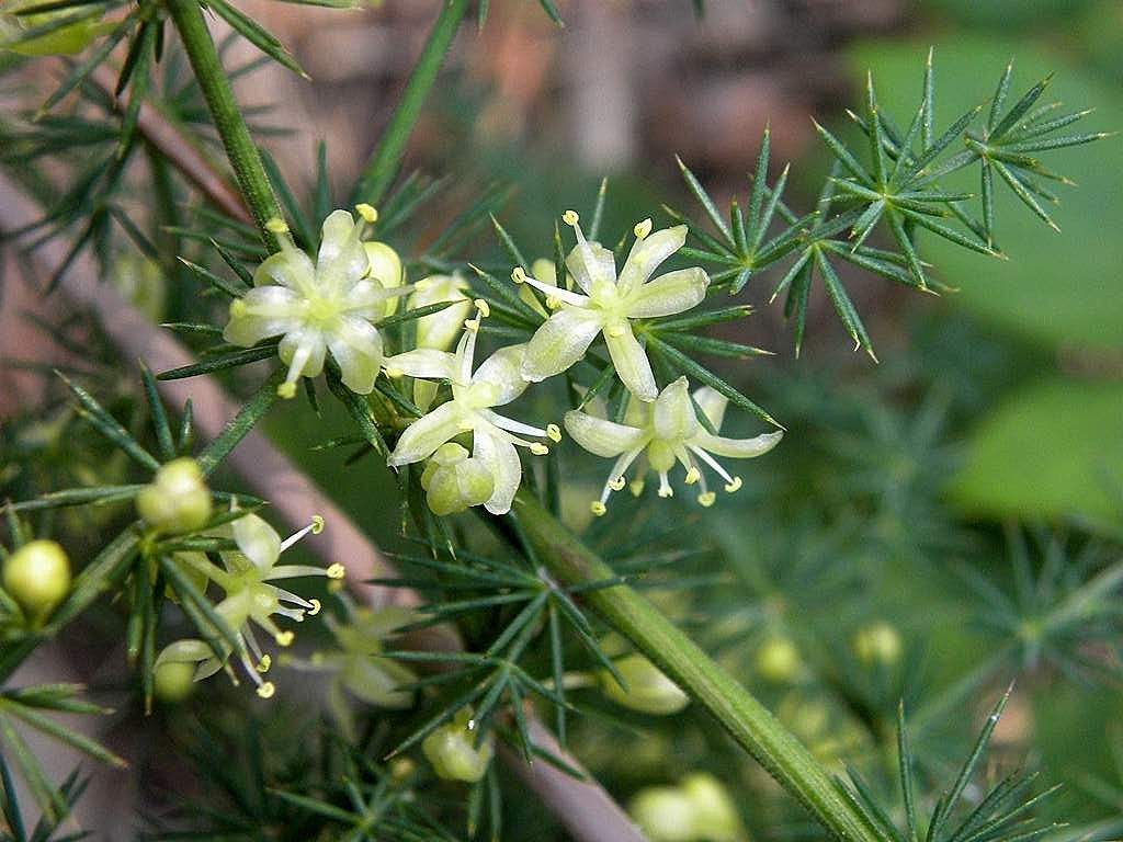 Asparagus acutifolius